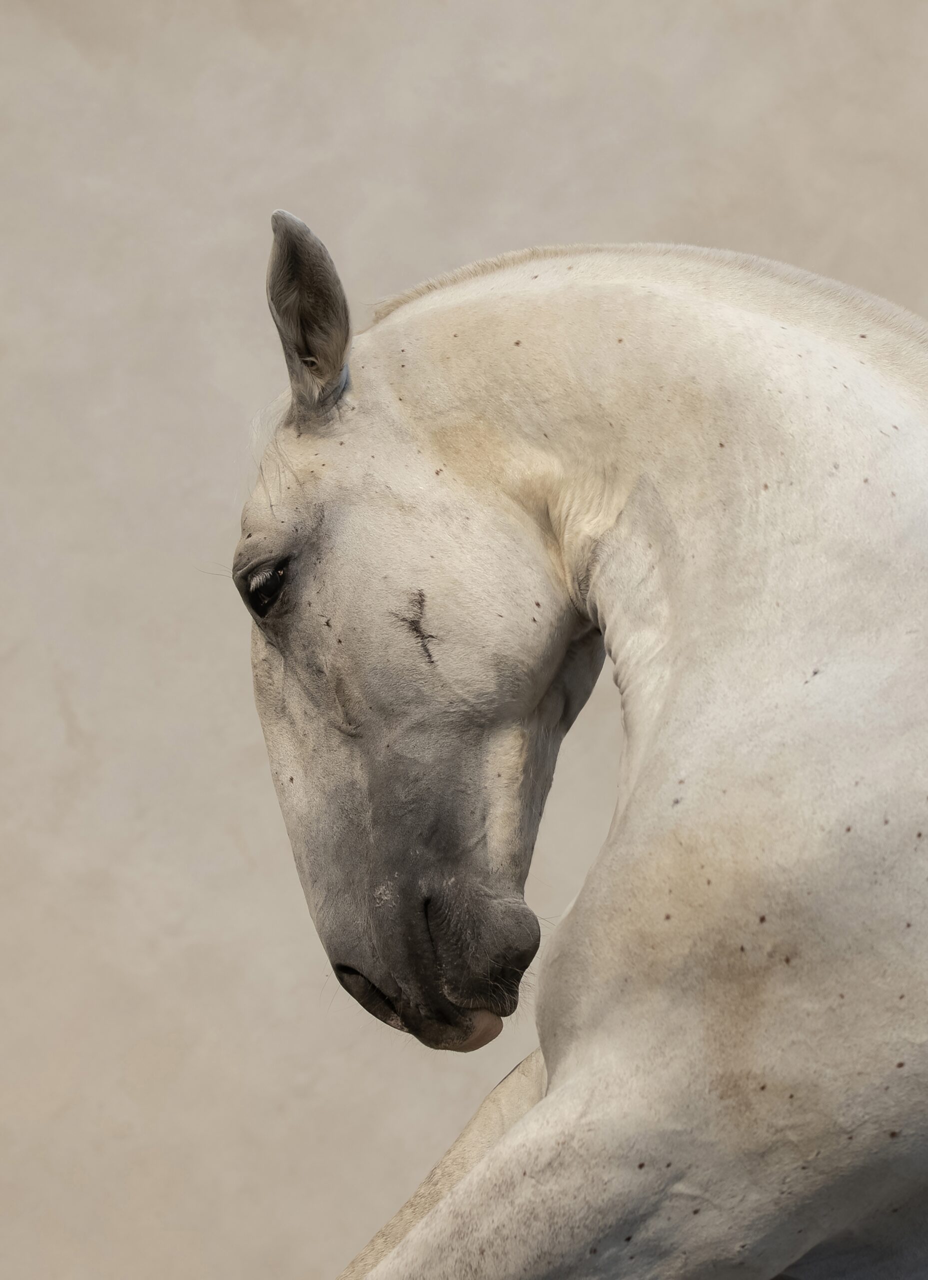 2d7a67bbb66b5318f15e12176fa2ffbe black and white photo of a grandfather