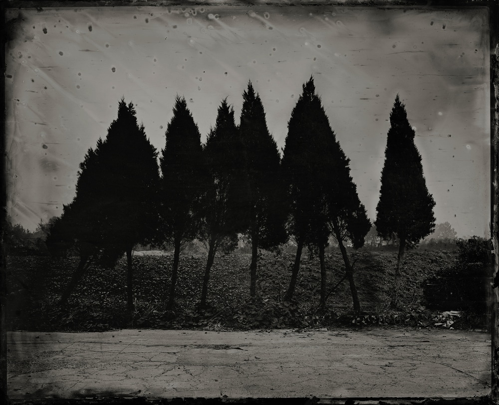 YIEN XU trees on black and white film